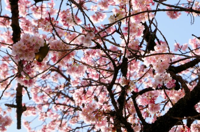 湯河原、梅の宴、河津桜、メジロ